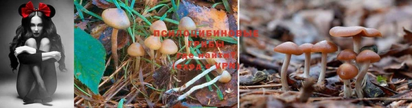 спайс Магас